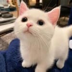 José Manuel Cárdenas avatar